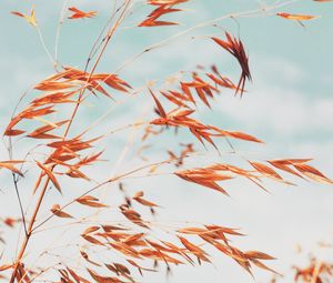 Preview wallpaper grass, macro, plant, spikelets