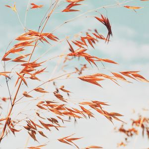 Preview wallpaper grass, macro, plant, spikelets