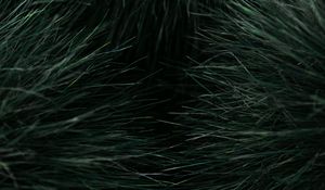 Preview wallpaper grass, macro, plant