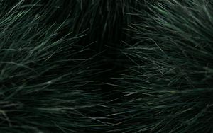 Preview wallpaper grass, macro, plant