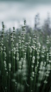 Preview wallpaper grass, macro, plant, blur