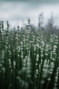 Preview wallpaper grass, macro, plant, blur