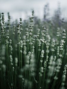 Preview wallpaper grass, macro, plant, blur