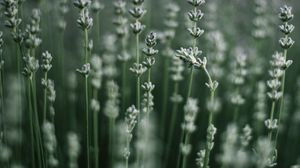 Preview wallpaper grass, macro, plant, blur