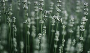 Preview wallpaper grass, macro, plant, blur