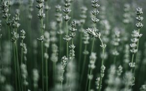Preview wallpaper grass, macro, plant, blur