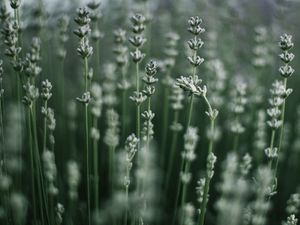 Preview wallpaper grass, macro, plant, blur