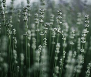 Preview wallpaper grass, macro, plant, blur