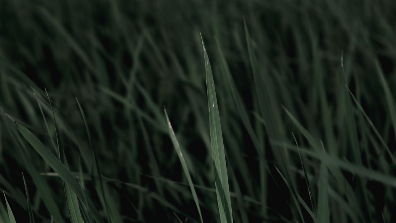Wallpaper grass, macro, plants, leaves
