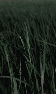 Preview wallpaper grass, macro, plants, leaves