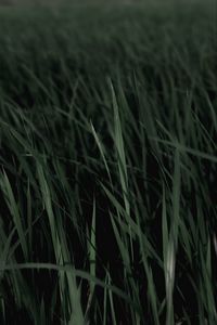 Preview wallpaper grass, macro, plants, leaves