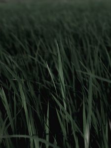 Preview wallpaper grass, macro, plants, leaves