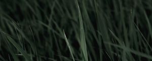 Preview wallpaper grass, macro, plants, leaves