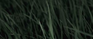 Preview wallpaper grass, macro, plants, leaves
