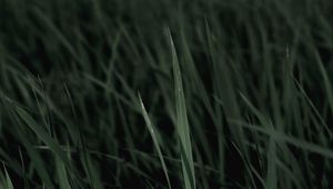 Preview wallpaper grass, macro, plants, leaves