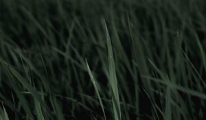 Preview wallpaper grass, macro, plants, leaves