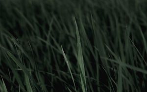 Preview wallpaper grass, macro, plants, leaves