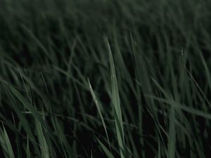 Preview wallpaper grass, macro, plants, leaves