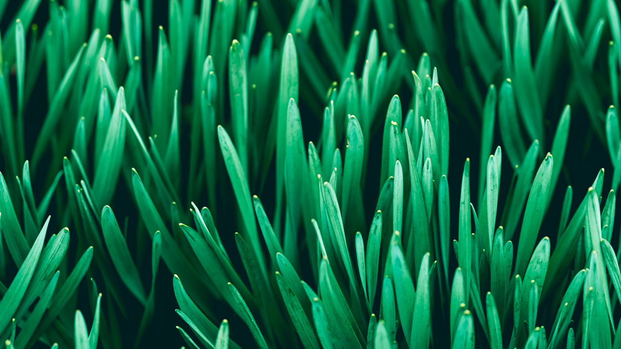 Wallpaper grass, macro, plants, green