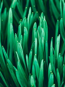 Preview wallpaper grass, macro, plants, green
