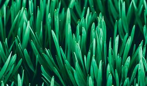 Preview wallpaper grass, macro, plants, green