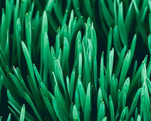 Preview wallpaper grass, macro, plants, green