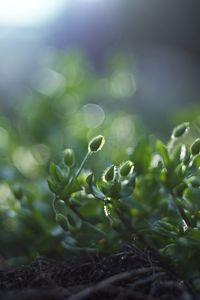 Preview wallpaper grass, macro, shade, green, earth, roots