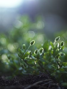 Preview wallpaper grass, macro, shade, green, earth, roots