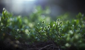 Preview wallpaper grass, macro, shade, green, earth, roots