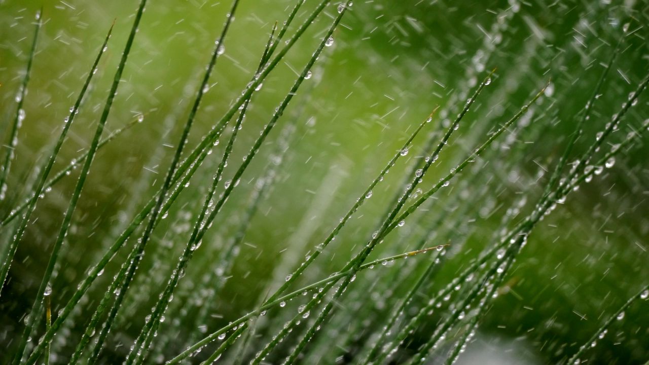 Wallpaper grass, macro, snow, drops