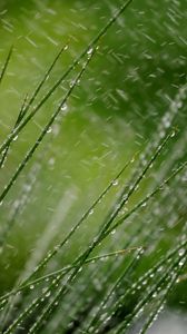 Preview wallpaper grass, macro, snow, drops