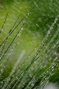Preview wallpaper grass, macro, snow, drops