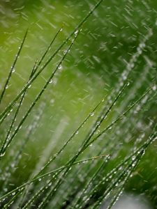 Preview wallpaper grass, macro, snow, drops