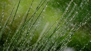 Preview wallpaper grass, macro, snow, drops