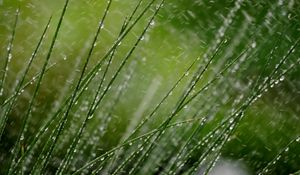 Preview wallpaper grass, macro, snow, drops