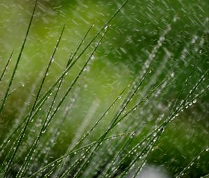 Preview wallpaper grass, macro, snow, drops