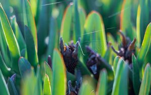 Preview wallpaper grass, macro, spider web