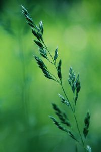 Preview wallpaper grass, macro, spring, green