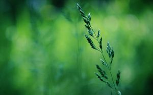 Preview wallpaper grass, macro, spring, green