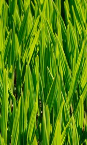 Preview wallpaper grass, macro, stem, green