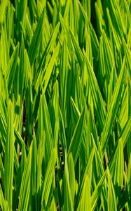 Preview wallpaper grass, macro, stem, green