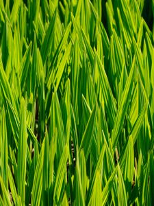 Preview wallpaper grass, macro, stem, green