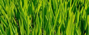 Preview wallpaper grass, macro, stem, green