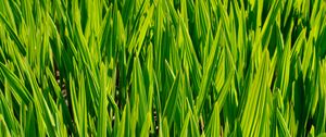 Preview wallpaper grass, macro, stem, green