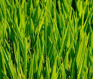 Preview wallpaper grass, macro, stem, green