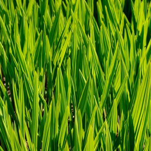 Preview wallpaper grass, macro, stem, green