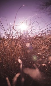 Preview wallpaper grass, macro, sunlight, glare
