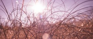 Preview wallpaper grass, macro, sunlight, glare