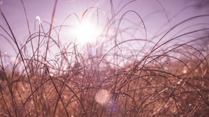 Preview wallpaper grass, macro, sunlight, glare