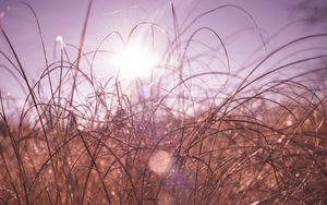 Preview wallpaper grass, macro, sunlight, glare